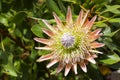 Exotic Protea plant in flower Royalty Free Stock Photo