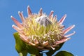 Exotic Protea plant in flower Royalty Free Stock Photo