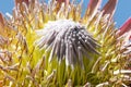 Exotic Protea plant in flower Royalty Free Stock Photo