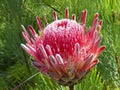 Exotic Protea plant in flower Royalty Free Stock Photo