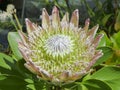 Exotic Protea plant in flower Royalty Free Stock Photo