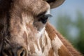 Close up detail of the eye of an adult giraffe