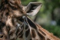 Close up detail of the eye of an adult giraffe