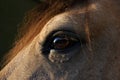 Close up detail of the eye of a bay criollo horse Royalty Free Stock Photo