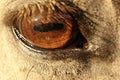 Close up detail of the eye of a bay criollo horse Royalty Free Stock Photo