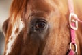 Close-up detail eye of brown horse, bridle, saddle