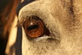 Close up detail of the eye of a bay criollo horse Royalty Free Stock Photo