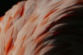 Close-up detail of the feathers of a flamingo with white and pink feathers Royalty Free Stock Photo