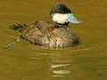 Ruddy Duck Royalty Free Stock Photo