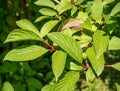 Close up detail of the foliage of Viburnum bodnantense Stearn plant