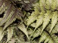 Close up detail of a fresh fern leaf growing in a formal garden