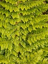 Close up detail of a fresh fern leaf growing in a formal garden