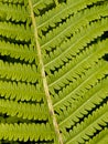 Close up detail of a fresh fern leaf growing in a formal garden