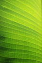 Close up detail of fresh green banana leaf nature abstract pattern background. Royalty Free Stock Photo