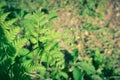 Close up detail of fronds on a Tasmanian Tree Fern Dicksonia antarctica Royalty Free Stock Photo