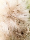 close up detail furry fluffy white milk thistle strands background Royalty Free Stock Photo