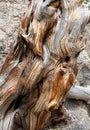 Close up Detail of Gnarled Wood Tree Trunk