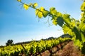 Grapevine leaves in vineyard against blue sky. Royalty Free Stock Photo