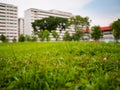 Close up detail of a grassy field in tropical Singapore, with government built public housing flats HDB flats in the background