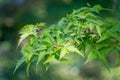 Close up detail with the green foliage of Acer palmatum Krazy Krinkle Japanese Maple Royalty Free Stock Photo