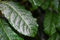 Close-up detail of green leaves of the coffee plant with water drops, with unfocused background Royalty Free Stock Photo