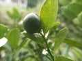 Close up detail of green lemon Royalty Free Stock Photo