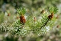 Close-up detail of a green spruce tree branch with small pine cones buds in bright sunshine on a warm summer day Royalty Free Stock Photo