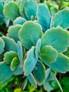 Close Up Detail of Green Succulent Kalanchoe Variegated