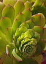 Succulent Detail