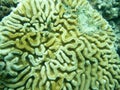 Close up detail of Grooved Brain Coral in Grenada, Eastern Caribbean. Royalty Free Stock Photo