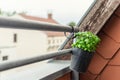 Close-up detail hanged bucket pot with green fresh aromatic basil grass growing on apartment condo balcony terrace