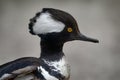 Close-up detail head duck bird portrait. Hooded merganser, Lophodytes cucullatus, fish-eating duck bird near the water. Hooded Royalty Free Stock Photo