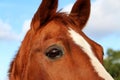 a Close-up and detail of a head with eye of a brown western horse with a white stripe on the head Royalty Free Stock Photo