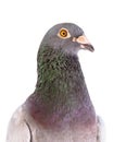 Close up detail headshot of male speed racing pigeon bird isolate white background