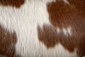 Close up detail of brown and white spotted cow Royalty Free Stock Photo