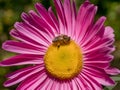 Close-up detail of a honey bee apis collecting pollen on astra f