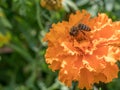 Close-up detail of a honey bee apis collecting pollen on orange Royalty Free Stock Photo