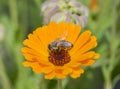 Honey bee collecting pollen on a yellow daisy flower Royalty Free Stock Photo