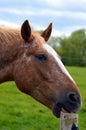 Close up /detail Horse / pony chewing a wooden fence post Royalty Free Stock Photo