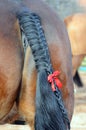 Close up /detail Horse / pony tail sporting red ribbon ( kicker ) Royalty Free Stock Photo