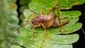 Close-up detail image of katydid on green leaves