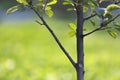 Close-up detail of isolated fruit tree with green leaves on bright grassy copy space background