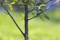 Close-up detail of isolated fruit tree with green leaves on bright grassy copy space background