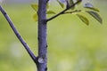 Close-up detail of isolated fruit tree with green leaves on bright grassy copy space background