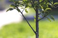 Close-up detail of isolated fruit tree with green leaves on bright grassy copy space background