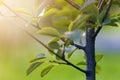 Close-up detail of isolated lit by summer sun growing alone strong fruit tree with green leaves on bright grassy green blue sunny