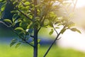 Close-up detail of isolated lit by summer sun growing alone strong fruit tree with green leaves on bright grassy green blue sunny