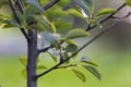 Close-up detail of isolated fruit tree with green leaves on bright grassy copy space background