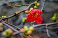 Close up detail Japanese quince flower Chaenomeles japonica. Delicate red bloom on a leafless branch with new buds appearing