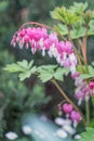 Close up detail with Lamprocapnos spectabilis, bleeding heart or Asian bleeding-heart flower plant species Royalty Free Stock Photo